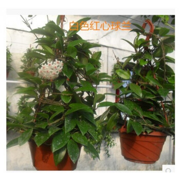 tlyy新品 球兰盆栽球兰花苗大苗球形花卉球兰花室内爬藤花卉吊兰盆栽