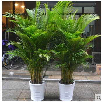 凤尾竹散尾葵夏威夷椰子大型盆栽花卉植物绿植室内观赏观叶植物 金