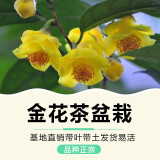 花卉盆栽办公室内绿植花卉四季开花好养的山茶花树苗木国宝金花茶树苗