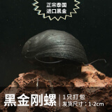 螺斑马蜜蜂角螺鲍鱼螺活体除藻洋葱螺观赏螺蜗牛 黑金刚螺正宗泰国
