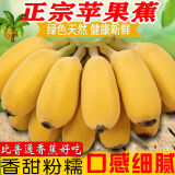 苹果粉蕉芭蕉新鲜西贡蕉现摘现发广西香蕉 5斤