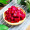 京鲜生 国产红心火龙果5斤装 单果400-500g 新鲜生鲜时令水果