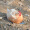 百年栗园 京味老母鸡生鲜土鸡1kg 鸡肉杀前约3斤 散养柴鸡走地鸡
