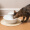 贝适安（PetSafe）Drinkwell Avalon陶瓷宠物喷泉饮水器 阿瓦隆循环活氧智能饮水机 猫咪狗狗水盆喂水器 2L