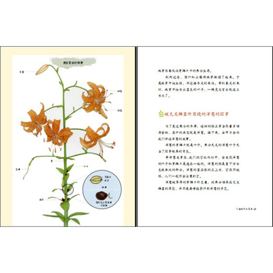 植物图鉴 封面