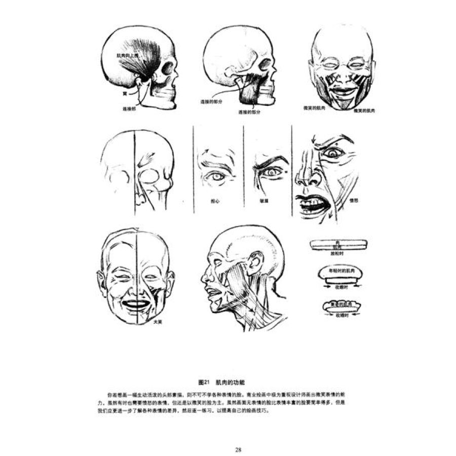 《头手素描精解》(安德鲁·路米斯)【摘要 书评 试读】- 京东图书