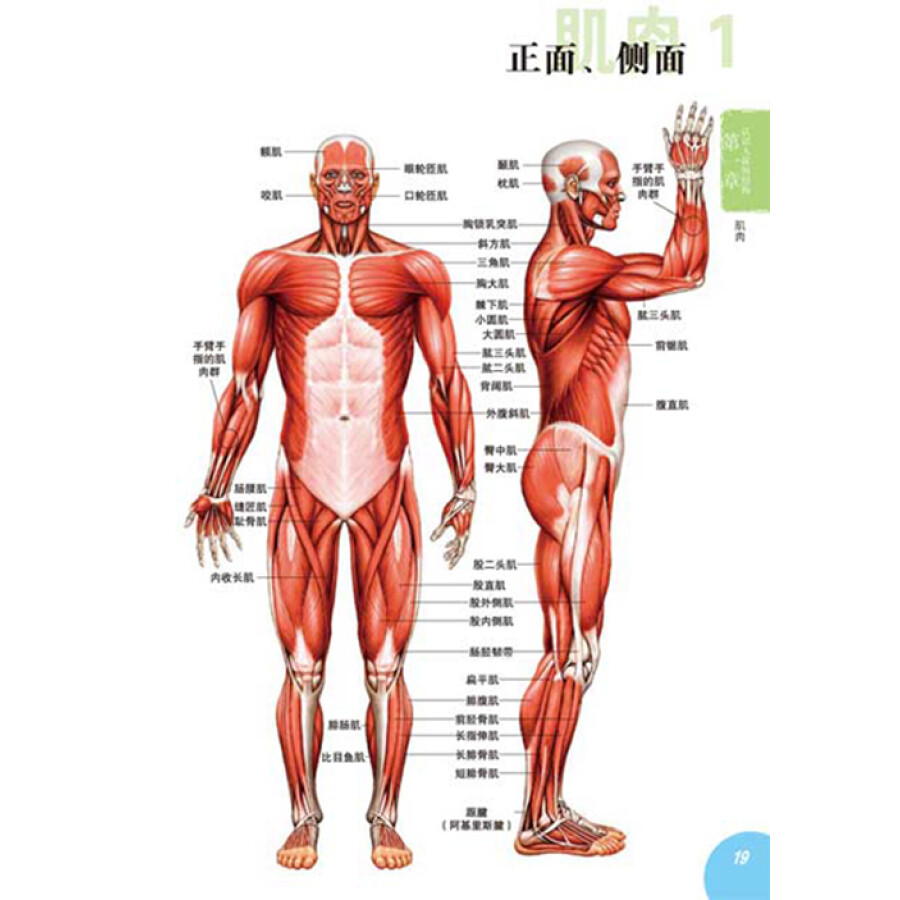 超级漫画创作技法图解教程:从人体解剖学习人物画法
