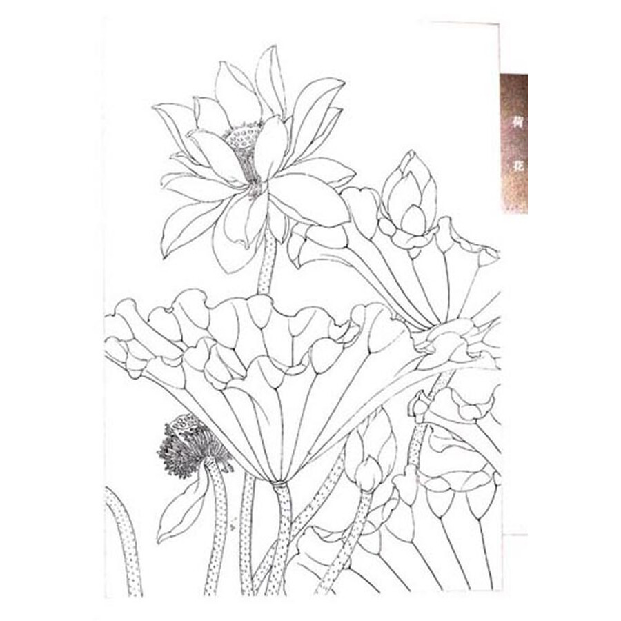 黑白线描画荷花荷叶