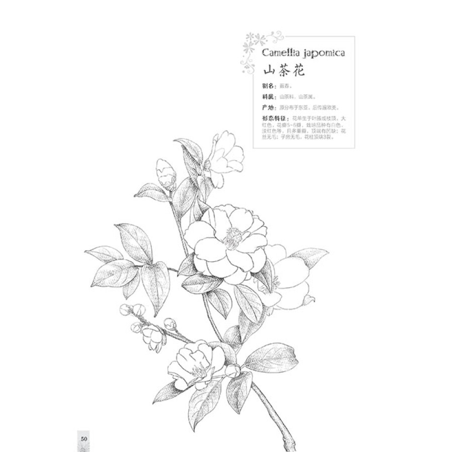 绘画 彩铅/铅笔画 铅笔线描技法:花草篇