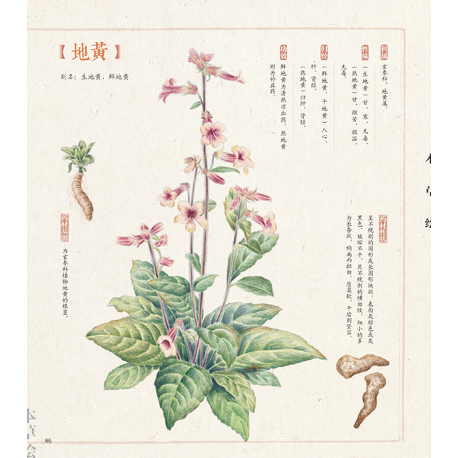 绘画 彩铅/铅笔画 其他品牌 本草绘:38种药用植物的色铅笔图绘
