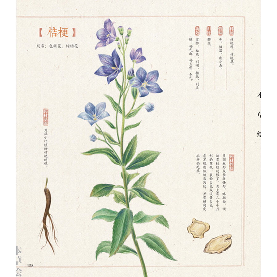 绘画 彩铅/铅笔画 其他品牌 本草绘:38种药用植物的色铅笔图绘