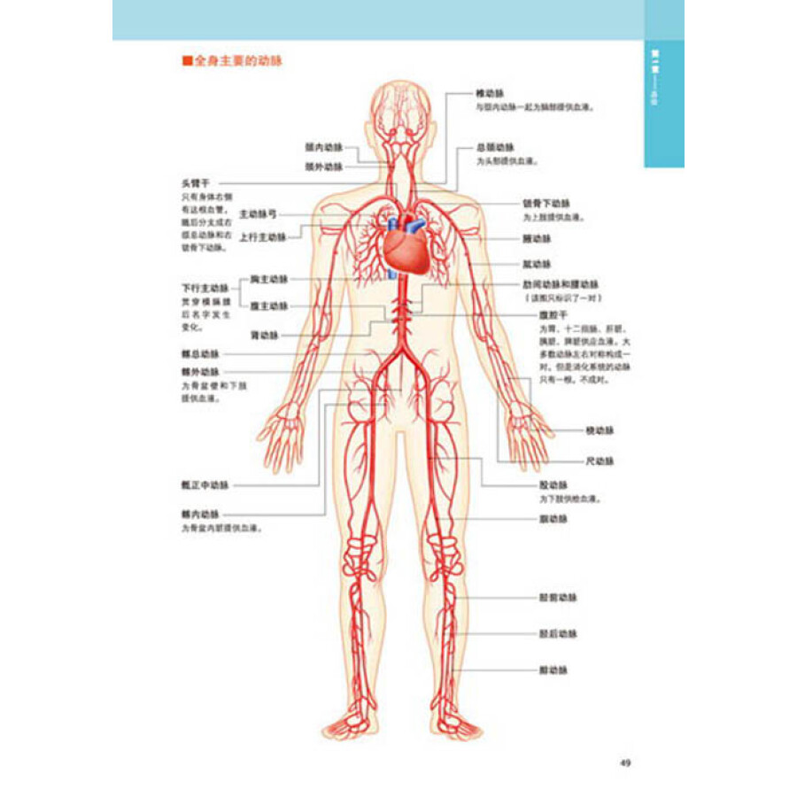 3d人体解剖图