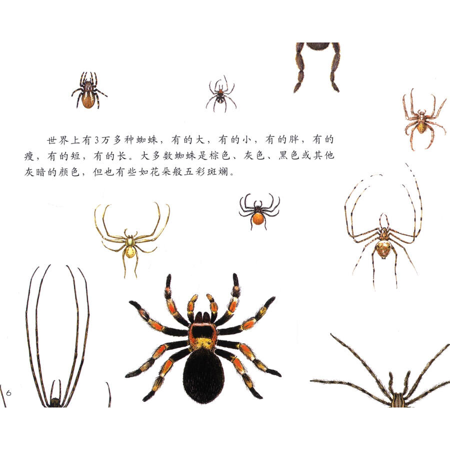 童书 科普/百科 自然科学启蒙(第九辑)·织网高手:蜘蛛(适合5-9岁阅读