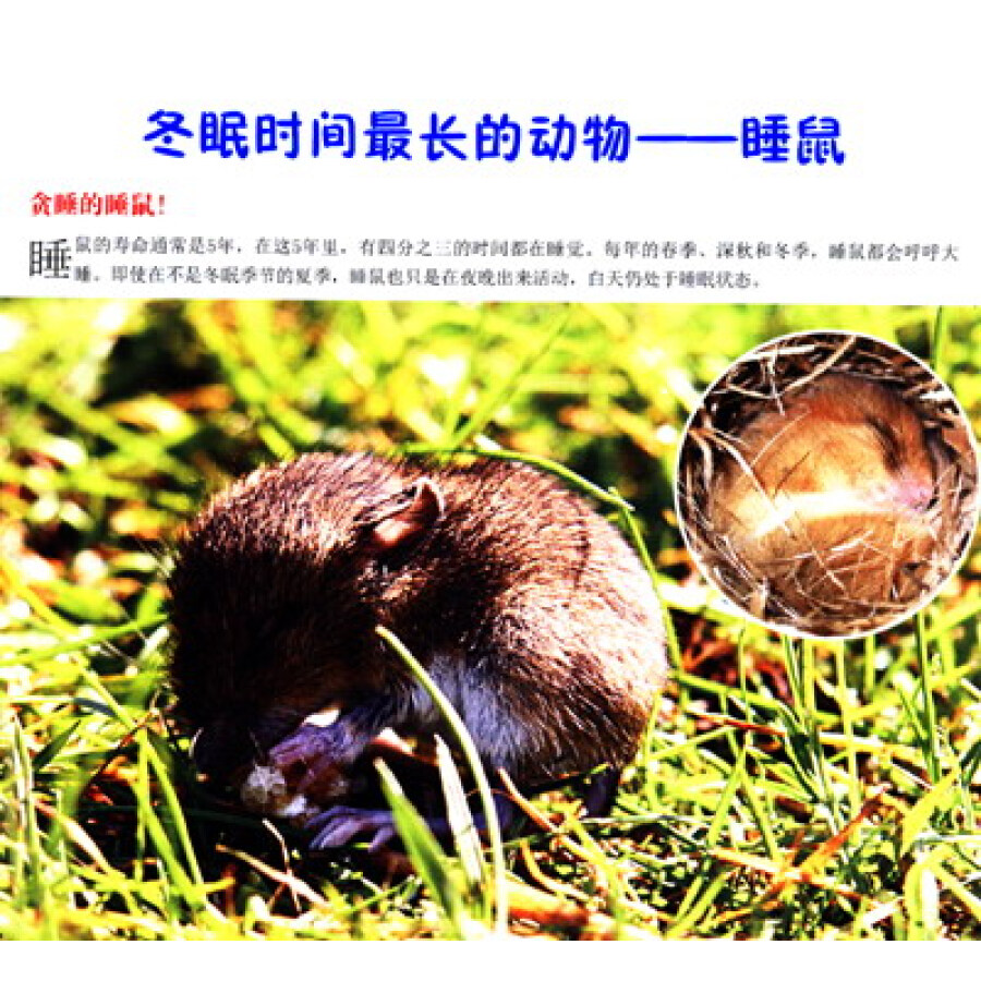 奇妙的动物世界:动物之最