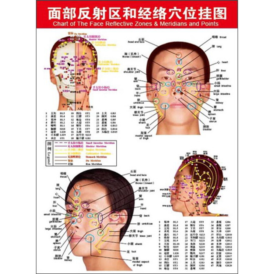 面部反射区和经络穴位挂图中英文版