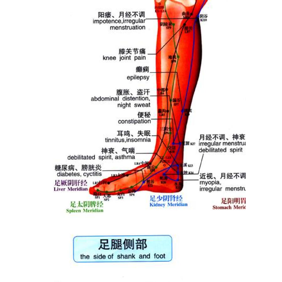 足腿部针灸经络穴位按摩挂图(中英文版)(防水撕不烂升级版)