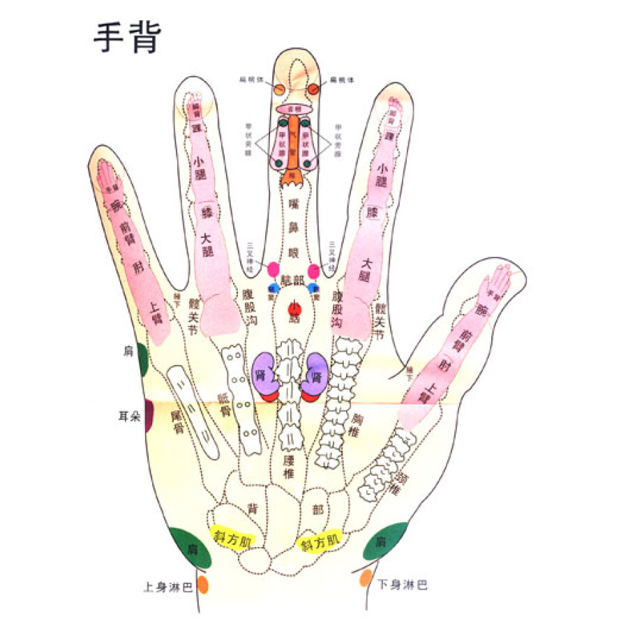 季氏疗法:手部反射区定位图