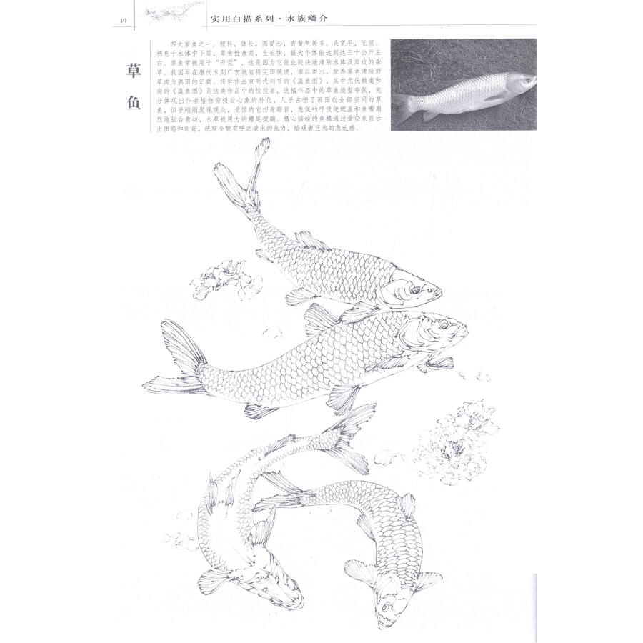 实用白描系列:水族鳞介