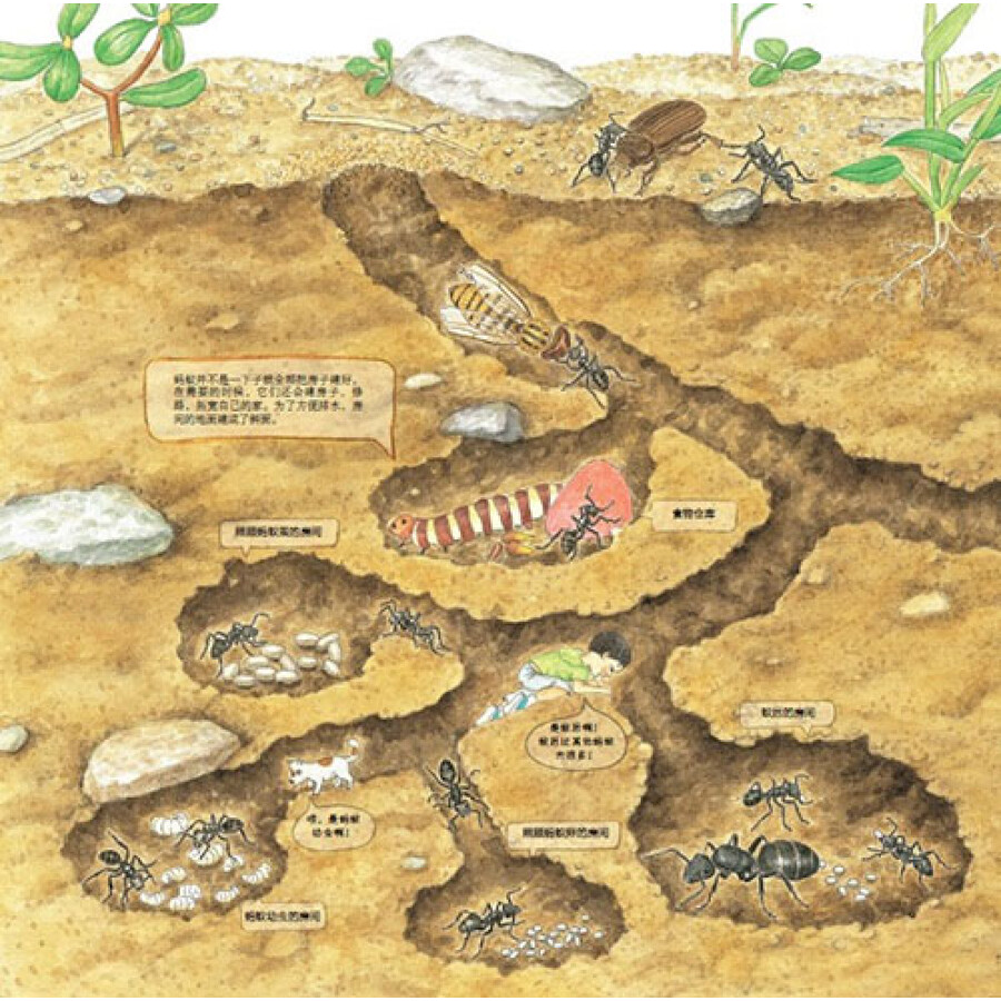 不一样的大自然科学绘本:和蚂蚁一起去地下