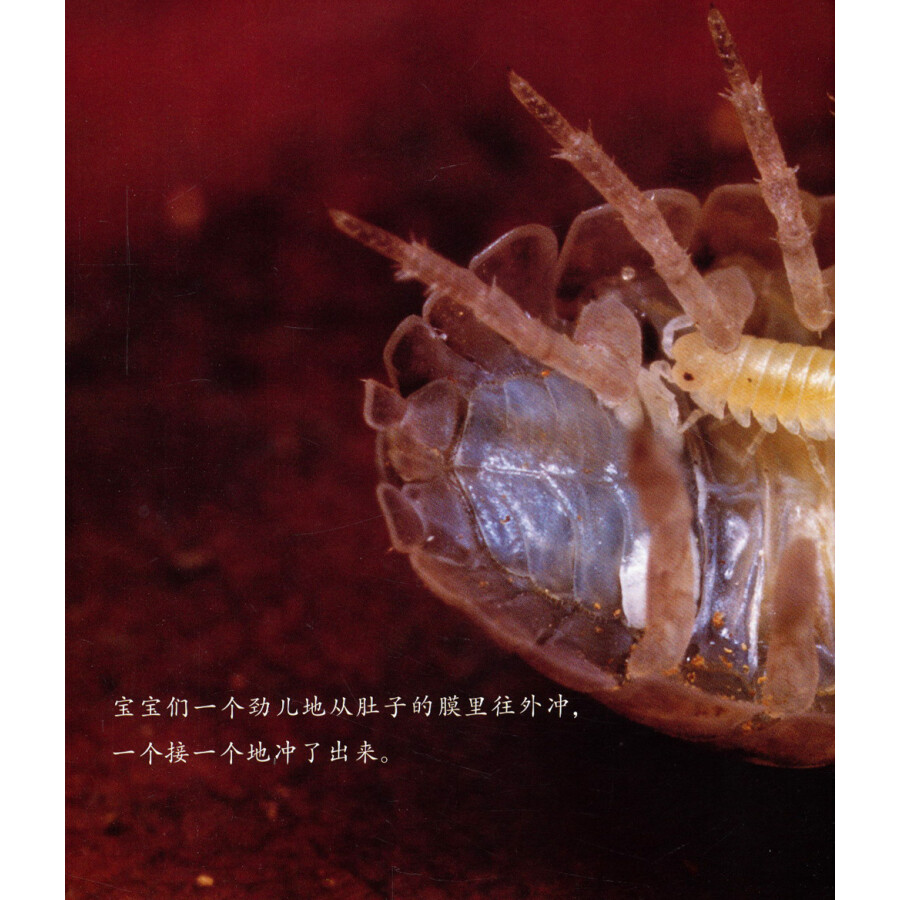 童书 科普/百科 生命的故事:诞生了!西瓜虫