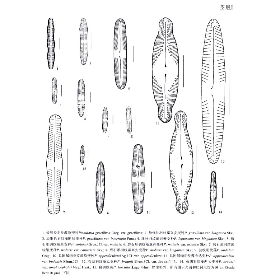 中国淡水藻志(第十九卷)·硅藻门:舟形藻科(2)