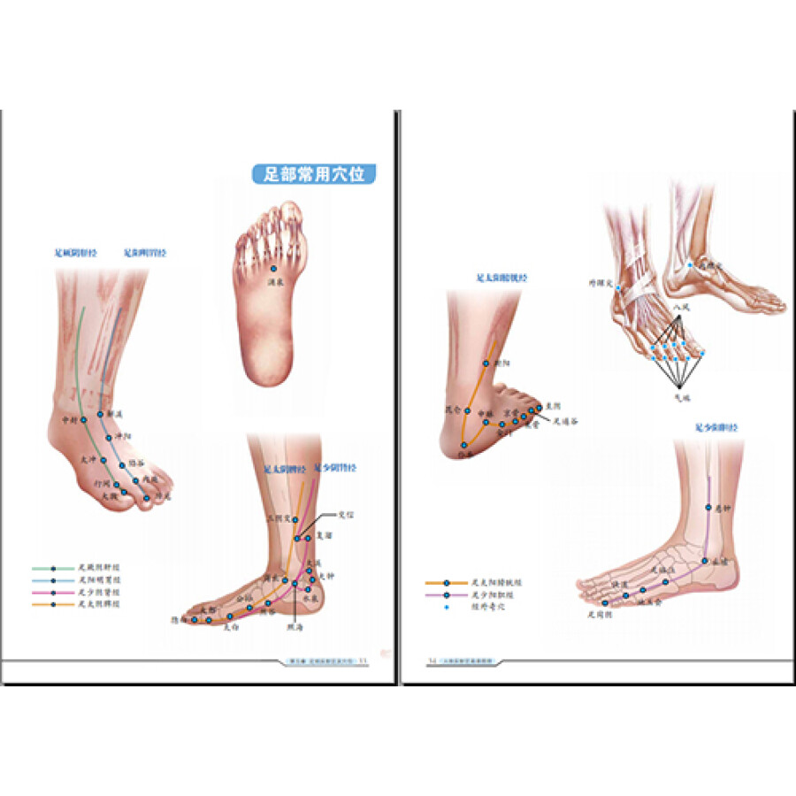 人体反射区高清图册