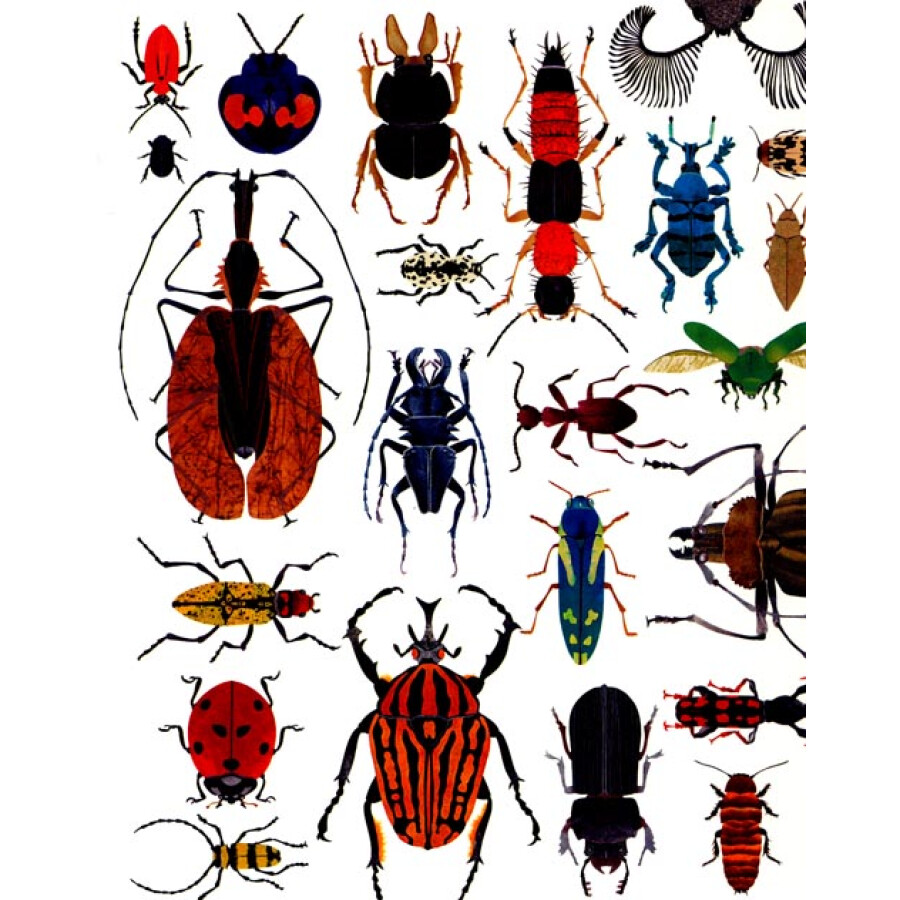 the beetle book