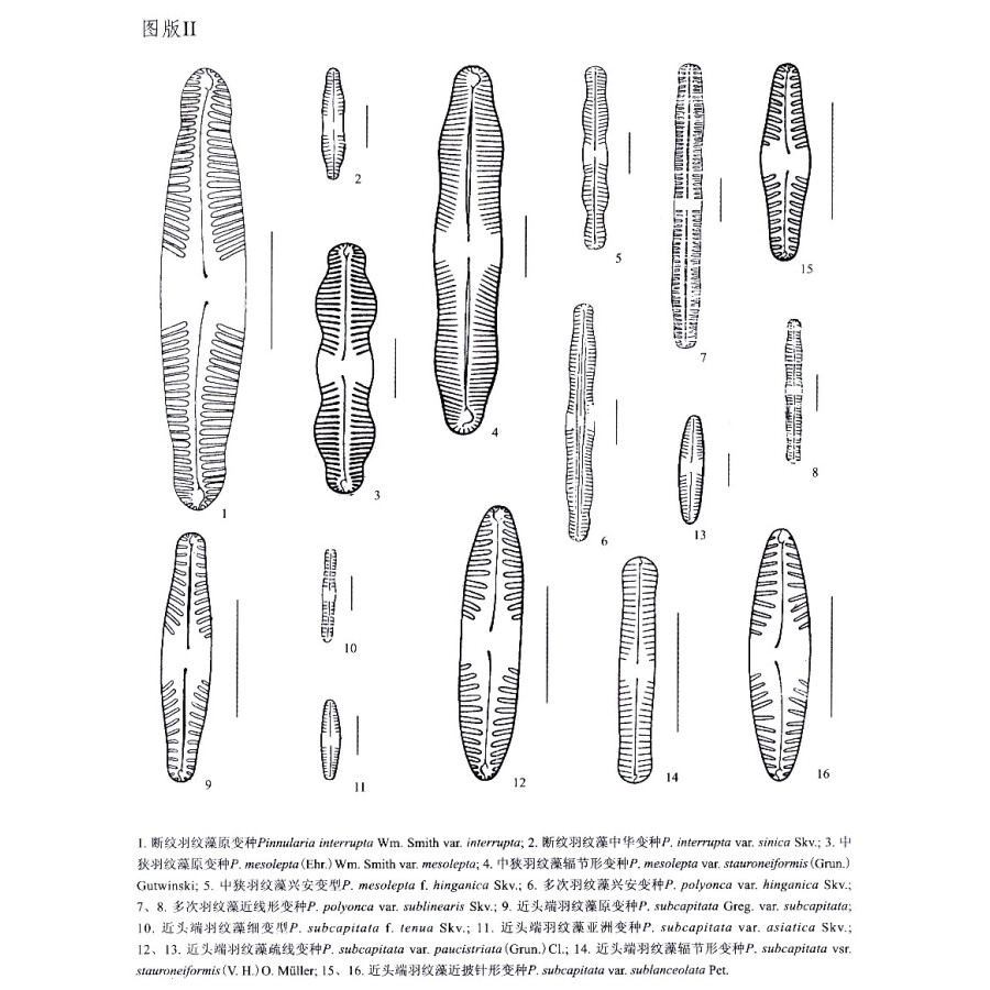 中国淡水藻志(第十九卷)·硅藻门:舟形藻科(2)