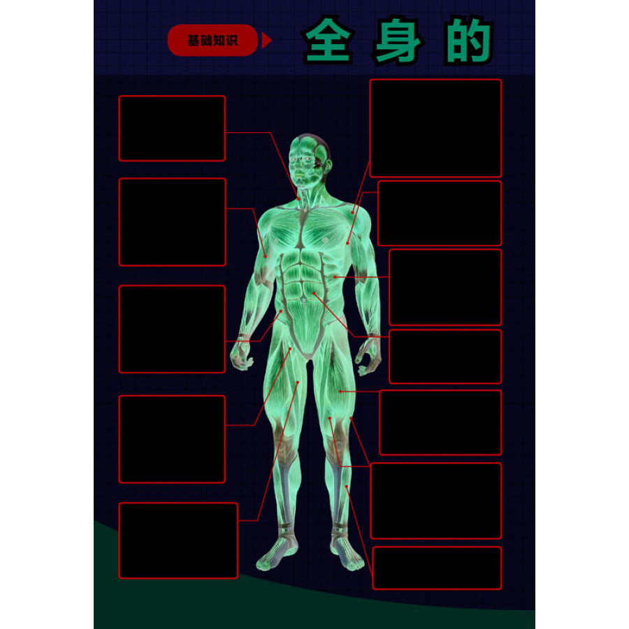 拉伸全书:上班族必看的肌肉伸展训练图解