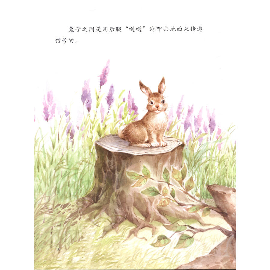 绘本西顿动物故事6:小兔子豁豁耳
