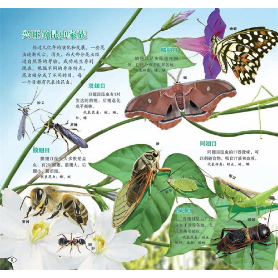 小学生着迷的第一堂自然课:奇妙的昆虫世界