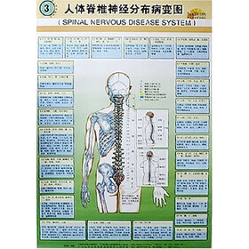 人体脊椎神经分布病变图