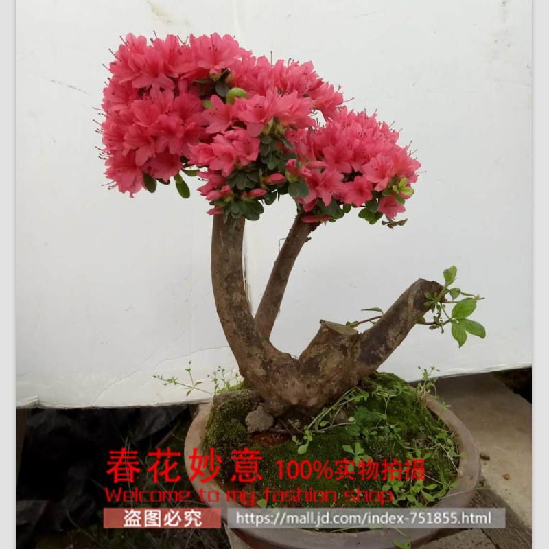映山红杜鹃盆景树桩盆景杜鹃树桩盆景下山桩熟桩盆景室内花卉绿植盆栽