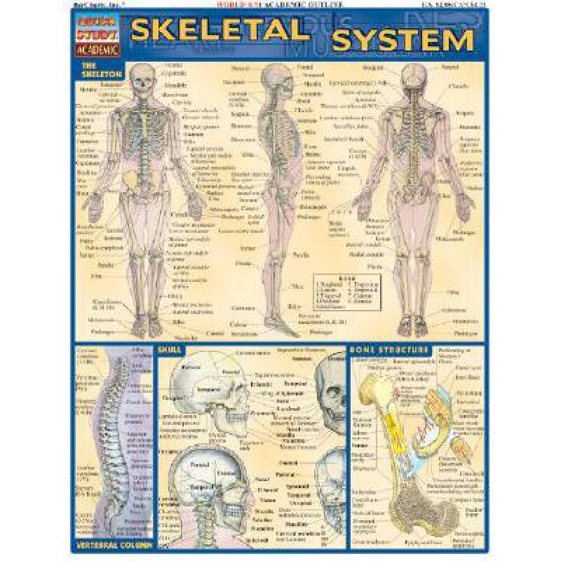 skeletal system laminate reference chart