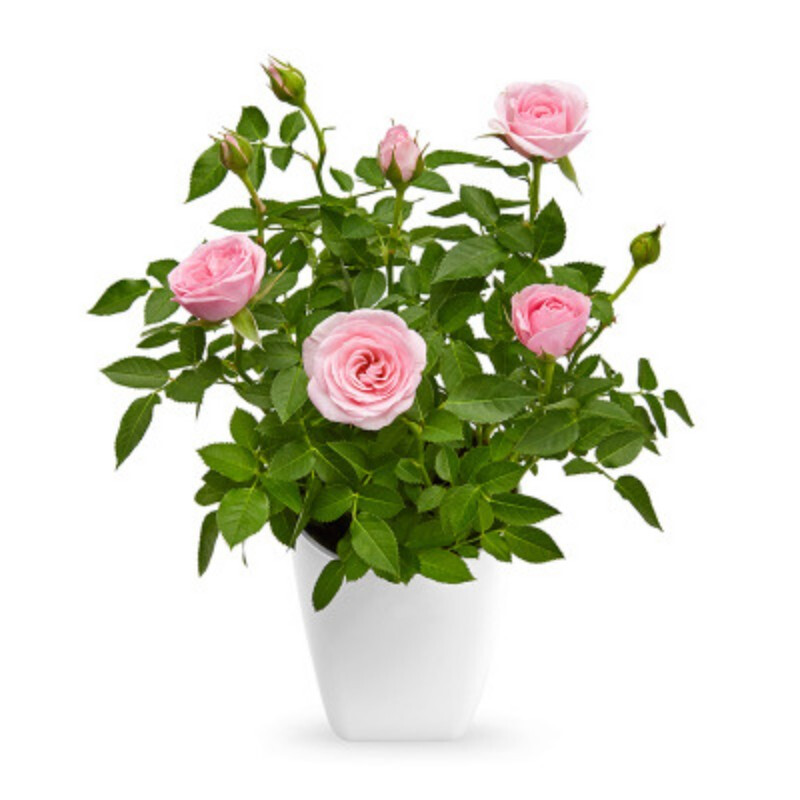 迷你玫瑰 办公室室内桌面绿植盆栽花卉带盆植物 米奇粉玫瑰带白色吸水