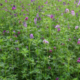 紫花苜蓿草种子 耐热高产型牧草种子 牧草之王 500g:“9月，买来随便洒在花盆里，浇水就发芽了。” - 京东