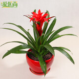 家装节【爱优尚】 鸿运当头盆栽 凤梨中型花卉