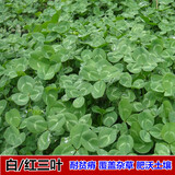 富满升 进口白三叶草种子园林绿化草坪种子护坡庭院美化果园绿肥草