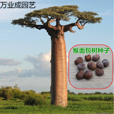 qcdd猴面包树种子非洲瓶子树 行道树苗种子观赏树盆栽种子行道树木 猴