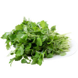 益母草新鲜坤草野菜500g新鲜益母草菜鲜蔬菜 健康轻食