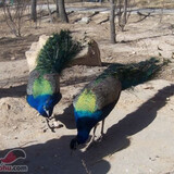 【北京八达岭野生动物园 门票 .和【门票】青岛