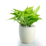 【花清枫】绿萝/吊兰盆栽 水培植物 净化空气超