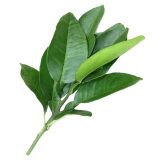 【顺丰新鲜柚子叶500g 6把柚子叶带枝现摘30年老柚