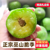 顺丰空运巫山脆李重庆脱骨李子新鲜青脆李精选大果当季现摘现发整箱