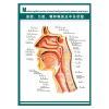 示意图解剖图墙贴画覆膜防水贴纸wsa12 wsa12-04 鼻腔口腔正中矢状图