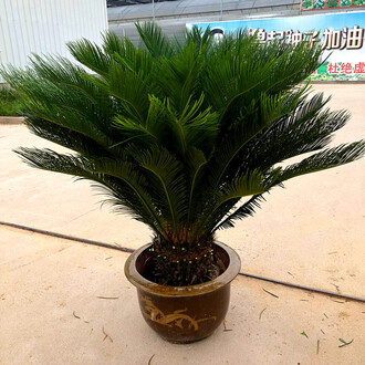 众特蒙德的重修策动，对象是重返巅峰