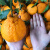 口粮果蒲江不知火丑橘 新生鲜橘子水果 净重4.5-5斤 果径65mm以上