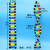 科睿才DNA模型双螺旋结构模型组件拼接遗传基因和变异生物实验diyDNA模型 DNA双螺旋结构模型【中号】5002