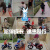飞鸽（PIGEON）儿童自行车男女宝宝脚踏车儿童初学折叠自行车4-8岁童车 18寸蓝色