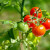 百萌（BAI MENG）红圣女果种子瀑布小樱桃小番茄蔬菜西红柿种籽孑黄圣女果蔬菜籽 红圣女番茄种子 1克 厂商封装